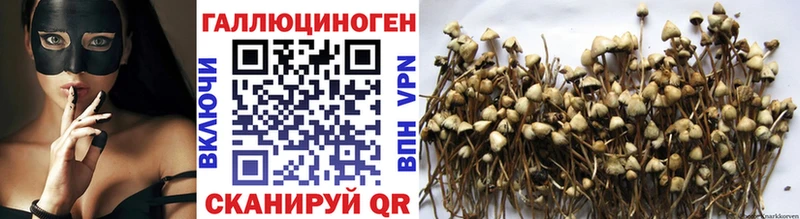 Галлюциногенные грибы Psilocybine cubensis  Купить закладки  Приморско-Ахтарск 